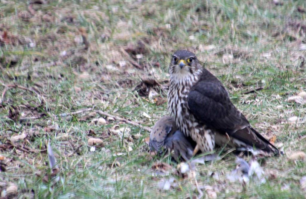 Merlin (f. columbarius) Makes Meal of Mourning Dove (Zenaida macroura) by Wayne W G is licensed under CC BY-NC 2.0.